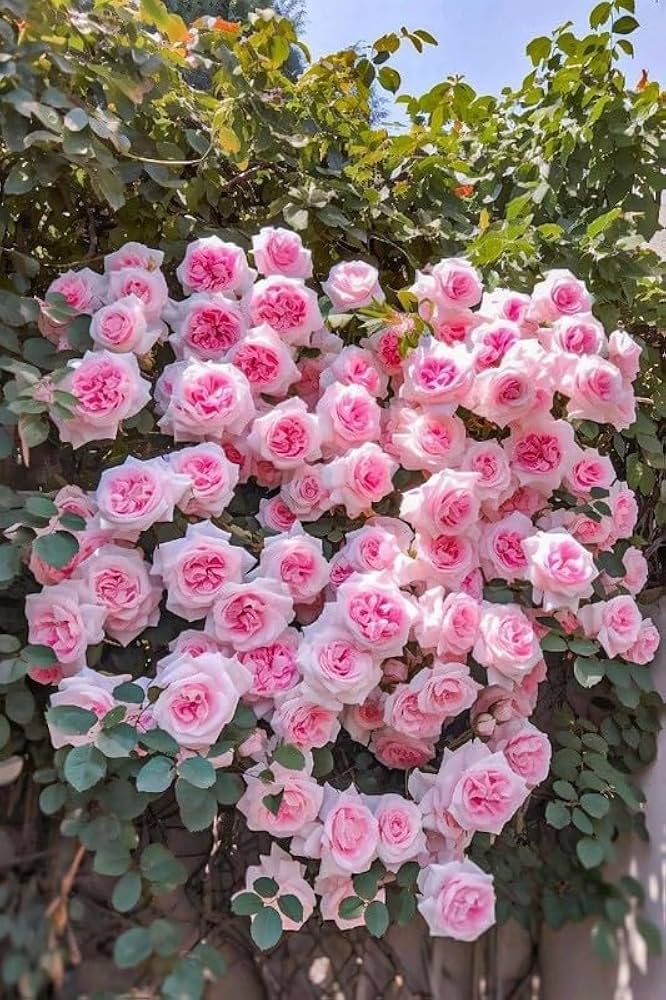 Flower Seeds, Seeds,Seeds For Planting,Plant Seeds