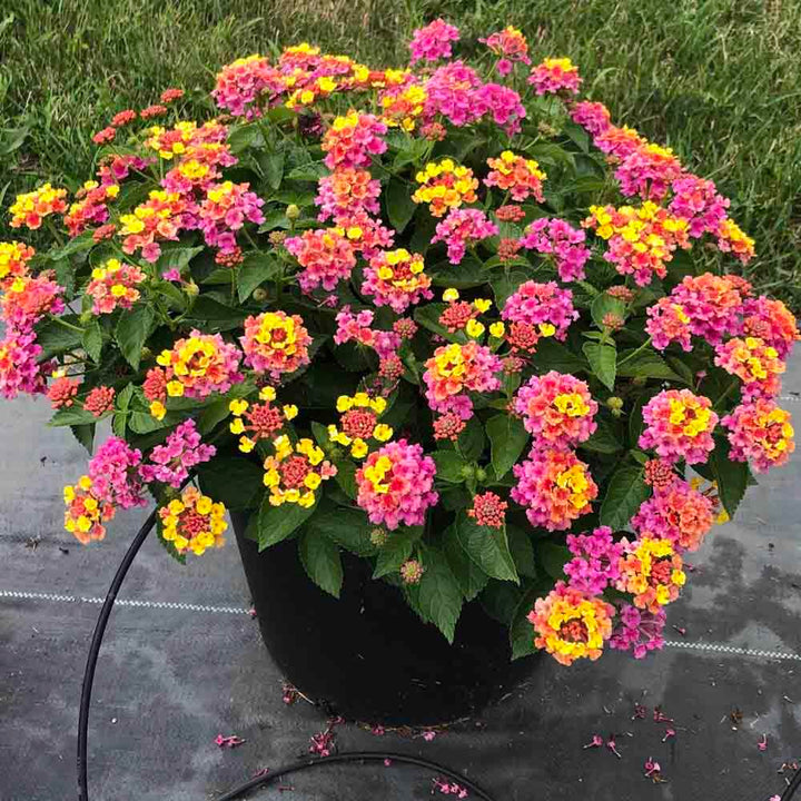 Lantana Mix Flower Seeds for Planting – Heirloom Non-GMO, High Germination Organic Garden Seeds