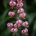 Lilium Martagon Flower Seeds for Planting – Heirloom, Non-GMO, Long Bloom Season Garden Seeds