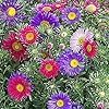 Aster Flower Seeds for Planting – Heirloom, Non-GMO, High Germination Organic Garden Seeds