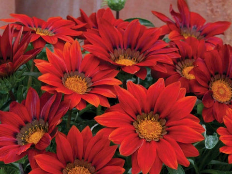Flower Seeds, Seeds,Seeds For Planting,Plant Seeds