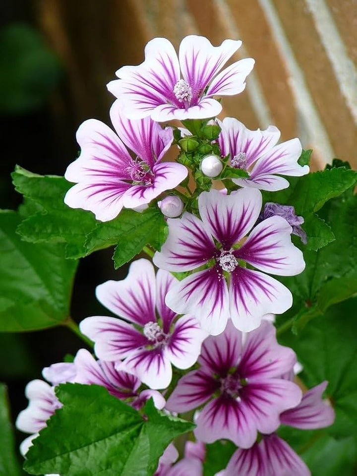 Malva Flower Seeds for Planting – Heirloom Non-GMO, High Germination Organic Garden Seeds