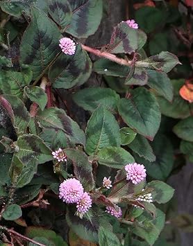 Flower Seeds, Seeds,Seeds For Planting,Plant Seeds