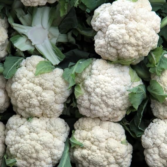 Cauliflower Snowball Seeds – Heirloom, Fast-Growing, High-Yield Variety