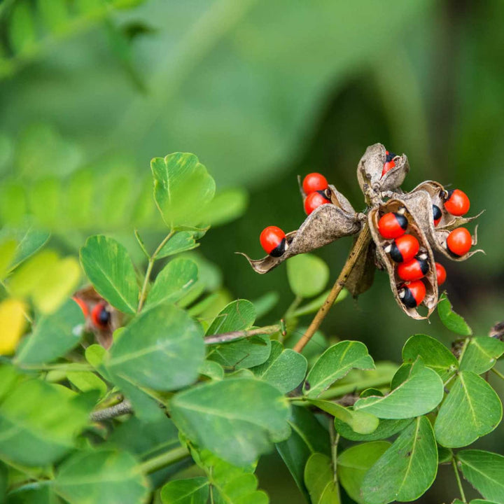 Rosary Pea Plant Seeds for Planting – Heirloom Non-GMO Ornamental Climbing Garden Seeds with High Germination