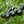Black Tomato Vegetable Seeds for Planting – Heirloom & Non-GMO Garden Seeds for Rich, Gourmet Flavor