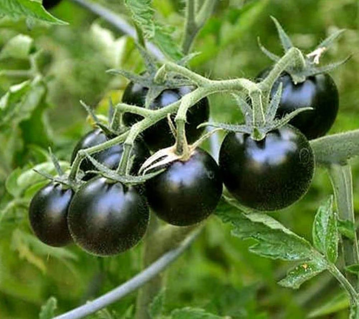 Black Tomato Vegetable Seeds for Planting – Heirloom & Non-GMO Garden Seeds for Rich, Gourmet Flavor