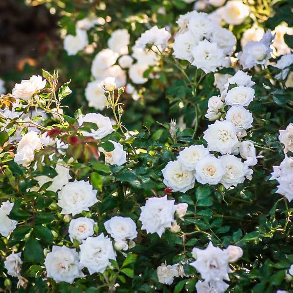 Miniature Rose Seeds for Planting White – Shade Tolerant, Heirloom, Non-GMO, High Germination Organic Garden Seeds