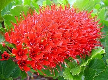 Flower Seeds, Seeds,Seeds For Planting,Plant Seeds