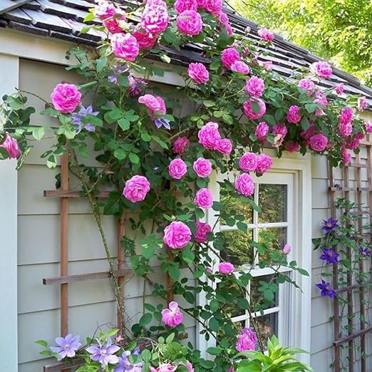 Climbing Rose Flower Seeds for Planting – Vibrant Heirloom Non-GMO Organic Garden Seeds