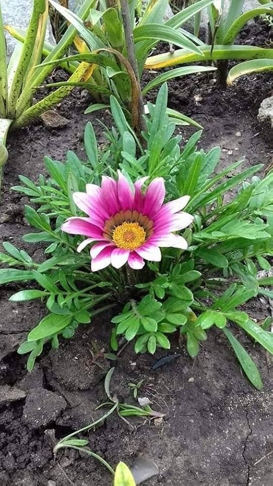 White Pink Gazania Flower Seeds for Planting – Heirloom, Non-GMO, High Germination Organic Garden Seeds