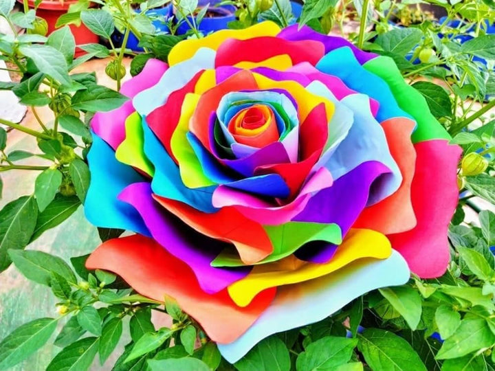 Mixed Color Rose Flower Seeds for Planting – Low Maintenance, Heirloom, Non-GMO &amp; High Germination Organic Garden Seeds