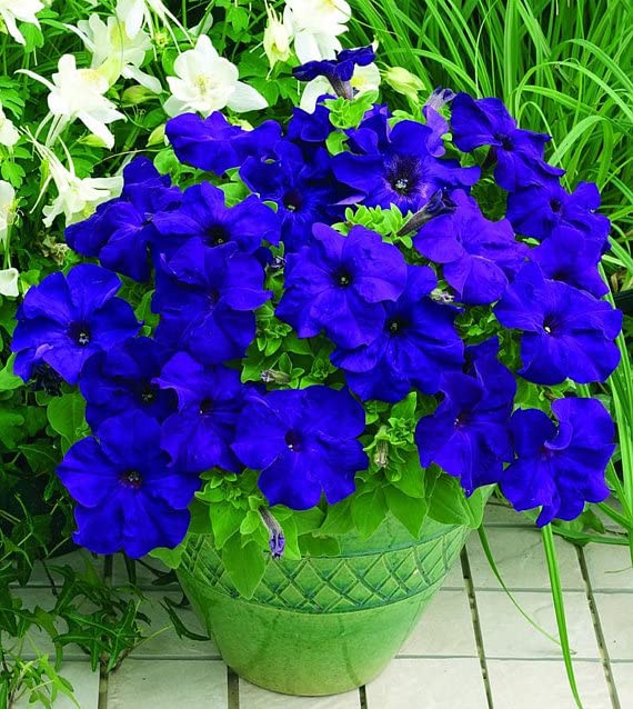 Blue Double Petunia Flower Seeds for Planting – Heirloom, Non-GMO, High Germination Organic Garden Seeds
