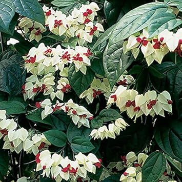 Flower Seeds, Seeds,Seeds For Planting,Plant Seeds