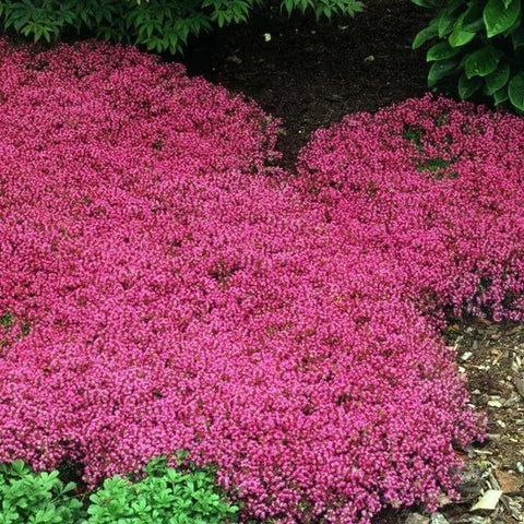 Flower Seeds, Seeds,Seeds For Planting,Plant Seeds