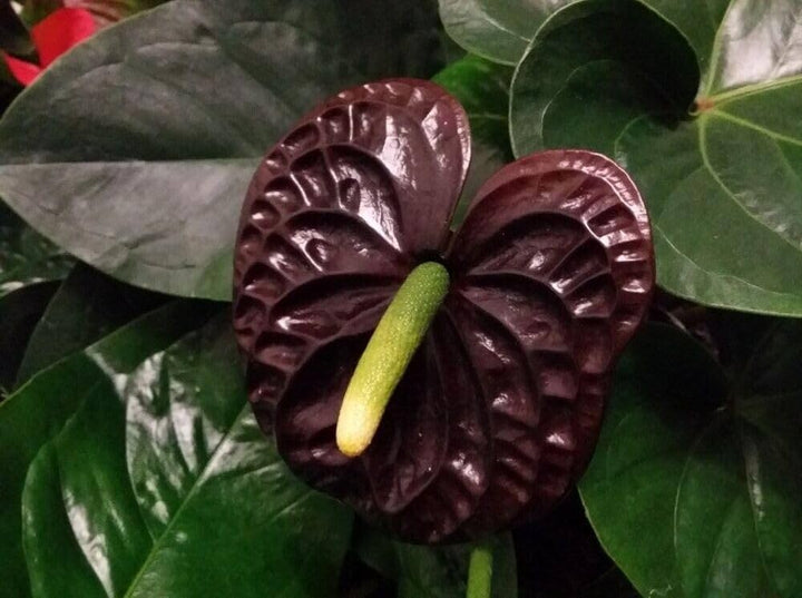 Maroon Anthurium Linden Flower Seeds for Planting – Heirloom Non-GMO Seeds, High Germination