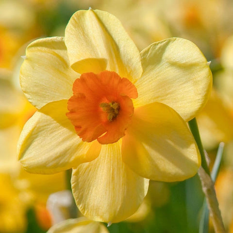 Flower Seeds, Seeds,Seeds For Planting,Plant Seeds