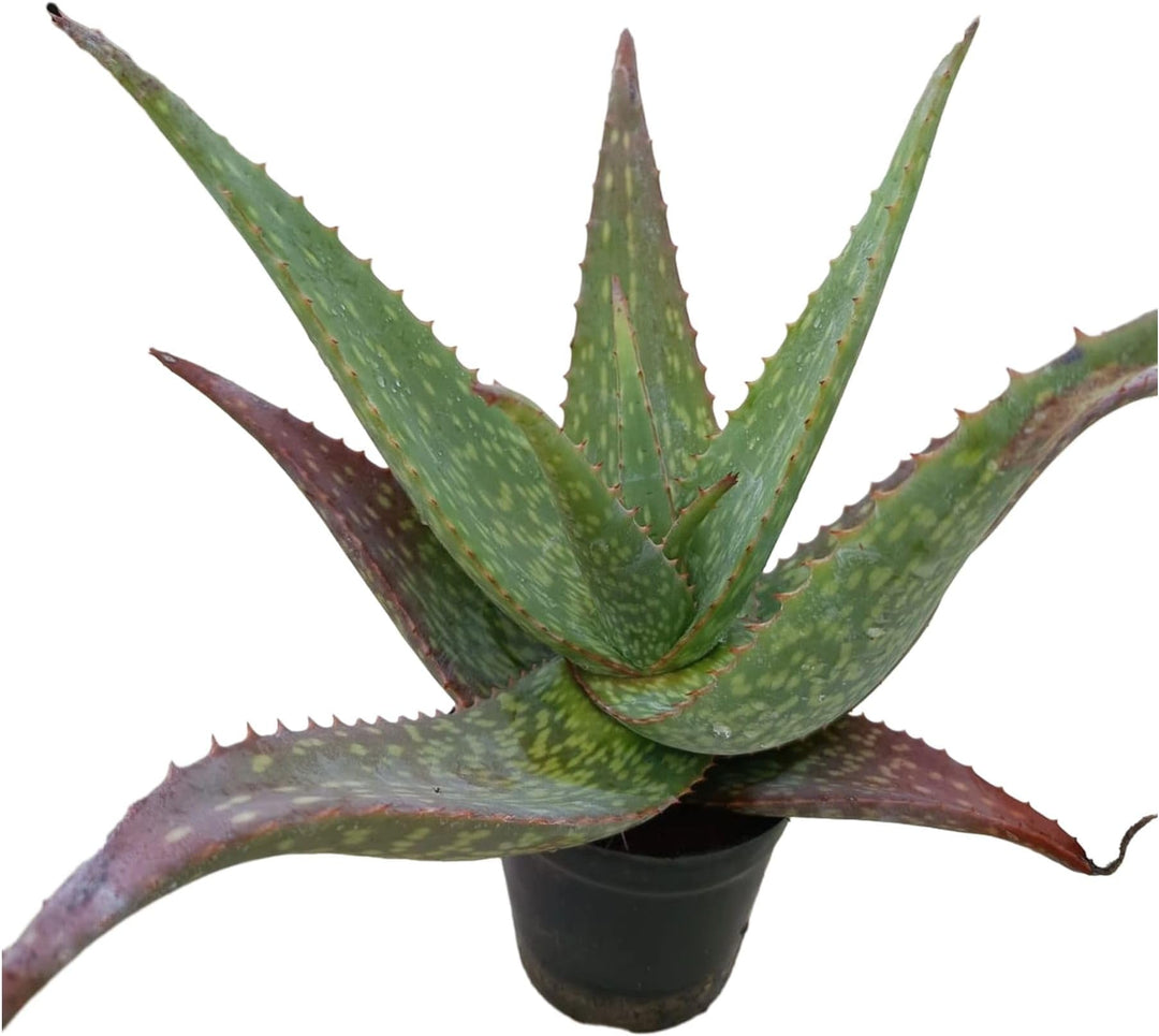 Green Red Aloe Vera Herb Seeds – Heirloom, Non-GMO Seasonal Essential Seeds for Garden Planting