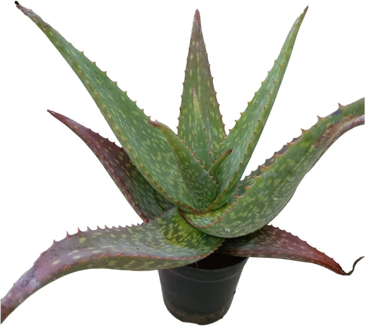 Green Red Aloe Vera Herb Seeds – Heirloom, Non-GMO Seasonal Essential Seeds for Garden Planting