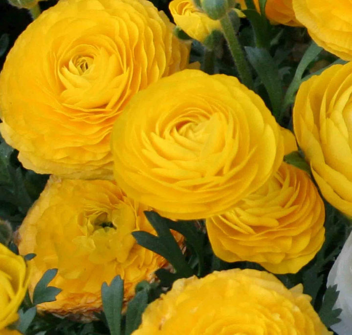 Flower Seeds, Seeds,Seeds For Planting,Plant Seeds