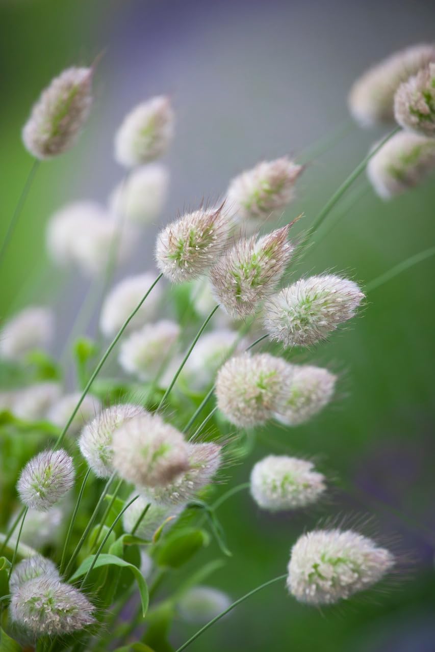 Flower Seeds, Seeds,Seeds For Planting,Plant Seeds