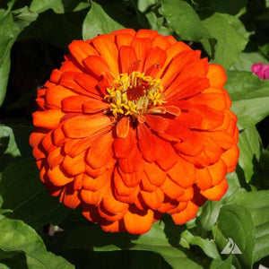Flower Seeds, Seeds,Seeds For Planting,Plant Seeds