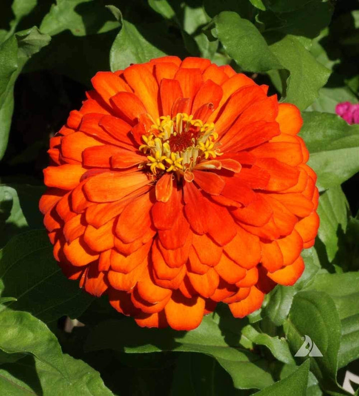 Flower Seeds, Seeds,Seeds For Planting,Plant Seeds
