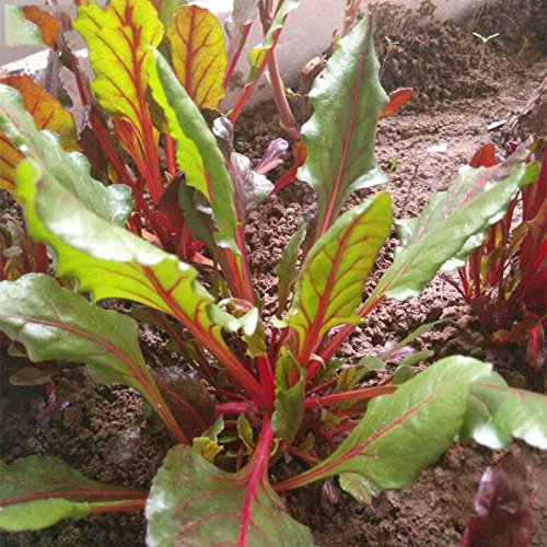 Green Intybus Vegetable Seeds for Planting – Heirloom & Non-GMO Seeds, Bitter Greens for Gourmet Salads