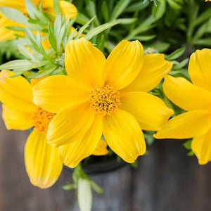 Flower Seeds, Seeds,Seeds For Planting,Plant Seeds