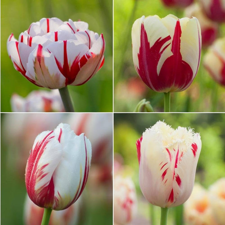 Red White Tulip Flower Seeds for Planting – Heirloom Non-GMO High Germination Organic Garden Seeds