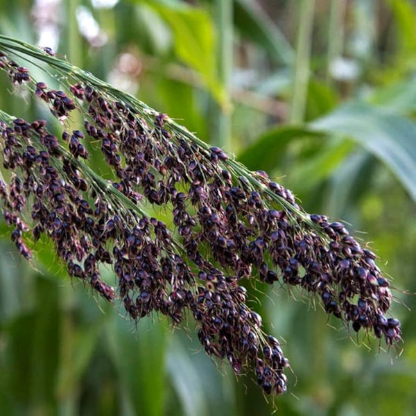 Herb Seeds,Garden seeds, Seeds For Planting,Plant Seeds