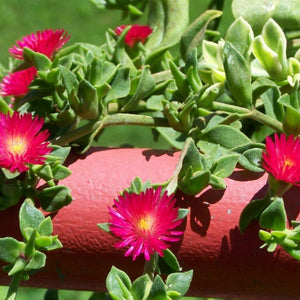 Flower Seeds, Seeds,Seeds For Planting,Plant Seeds