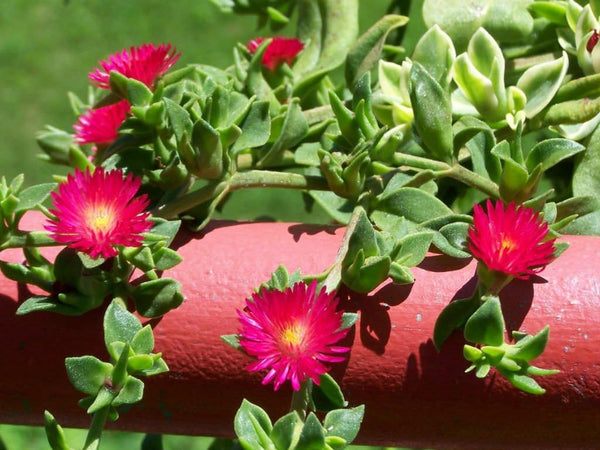 Flower Seeds, Seeds,Seeds For Planting,Plant Seeds