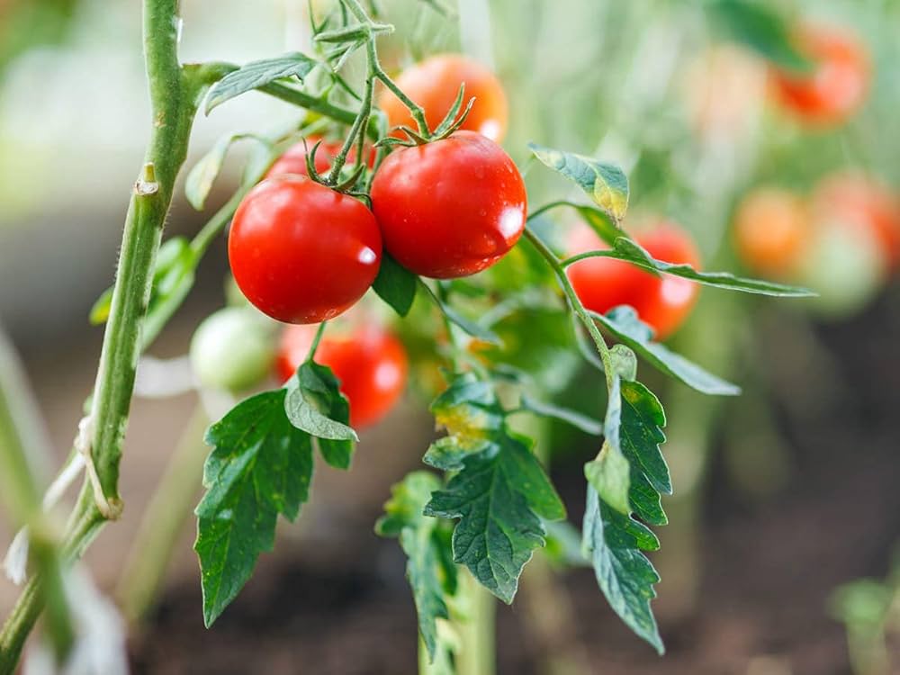 Cherry Heirloom Tomato Seeds for Planting – Heirloom & Non-GMO Vegetable Seeds for Sweet Container Harvests