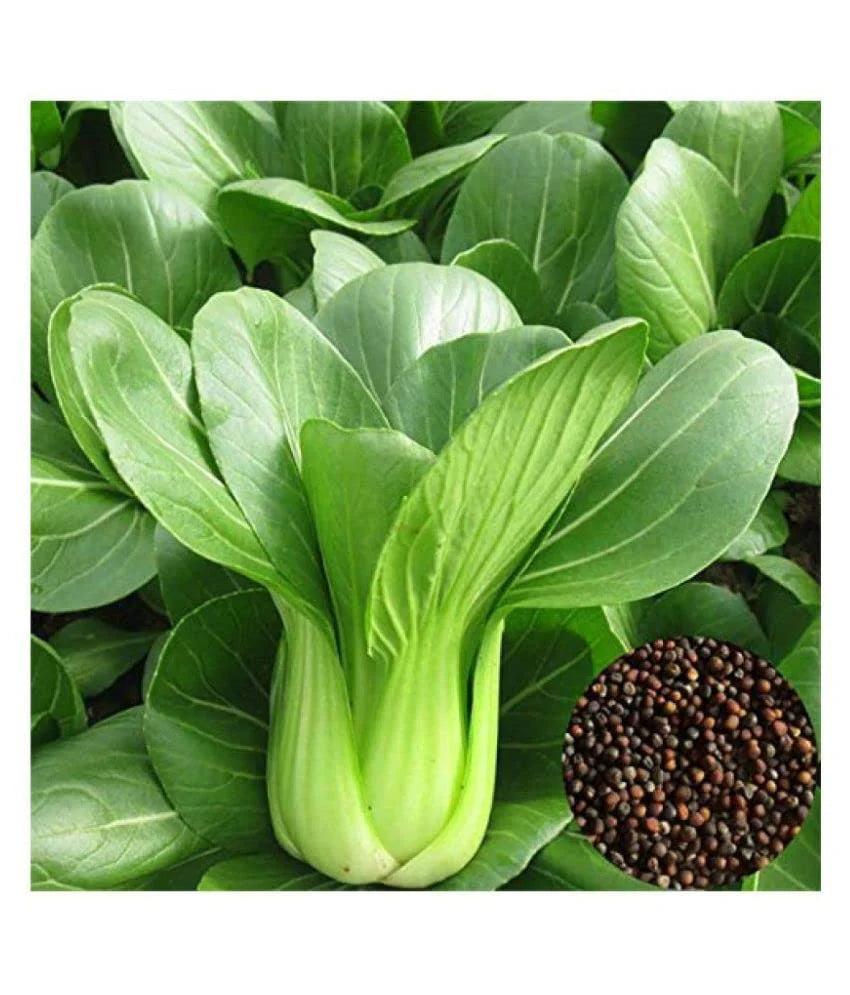 Green White Choi Blizzard Seeds for Planting – Heirloom Non-GMO Organic Garden Seeds, Asian Greens for Stir-Fry