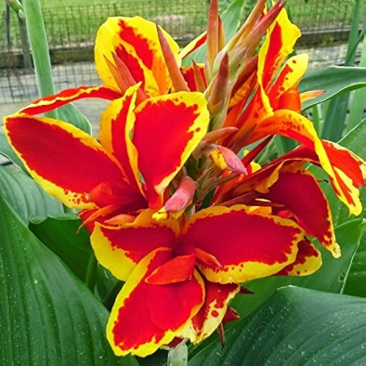 Yellow Red Canna Flower Seeds for Planting – Heirloom Non-GMO, High Germination Organic Garden Seeds