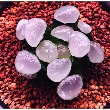 Flower Seeds, Seeds,Seeds For Planting,Plant Seeds