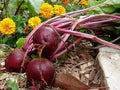 Beetroot Detroit Dark Red Seeds – Heirloom, Fast-Growing, High-Yield Root Vegetable