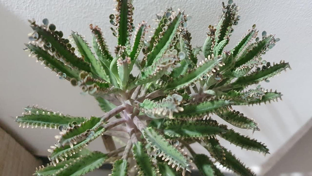 Flower Seeds, Seeds,Seeds For Planting,Plant Seeds