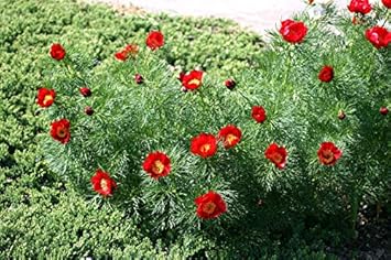 Flower Seeds, Seeds,Seeds For Planting,Plant Seeds