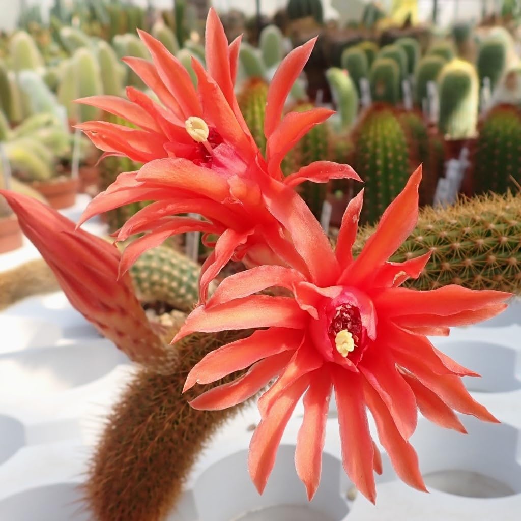 Flower Seeds, Seeds,Seeds For Planting,Plant Seeds