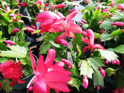 Flower Seeds, Seeds,Seeds For Planting,Plant Seeds