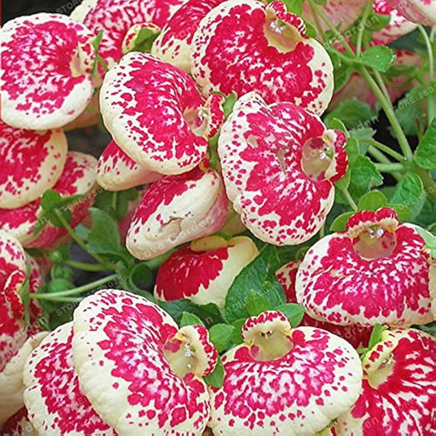 Pink White Calceolaria Flower Seeds for Planting – Heirloom, Non-GMO, High Germination Organic Garden Seeds