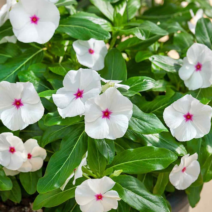 Flower Seeds, Seeds,Seeds For Planting,Plant Seeds