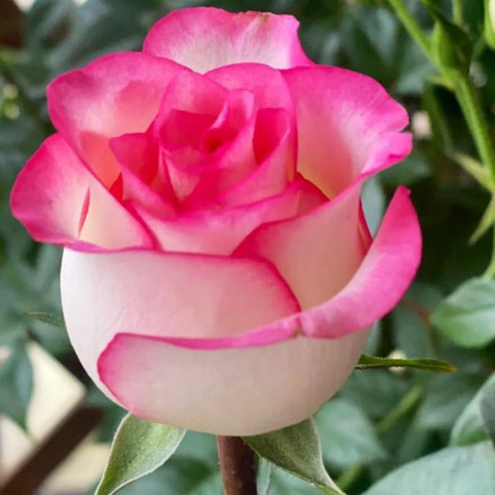 White Rainbow Potted Rose Seeds for Planting – Heirloom Non-GMO High Germination Organic Garden Seeds