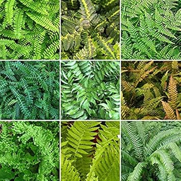 Flower Seeds, Seeds,Seeds For Planting,Plant Seeds