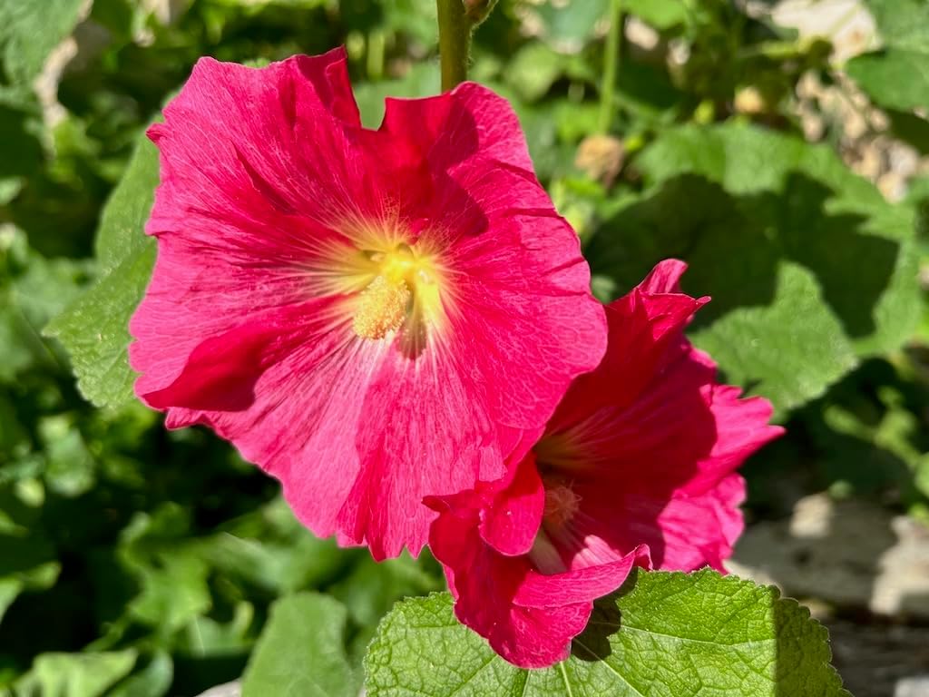 Flower Seeds, Seeds,Seeds For Planting,Plant Seeds