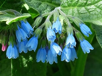 Flower Seeds, Seeds,Seeds For Planting,Plant Seeds