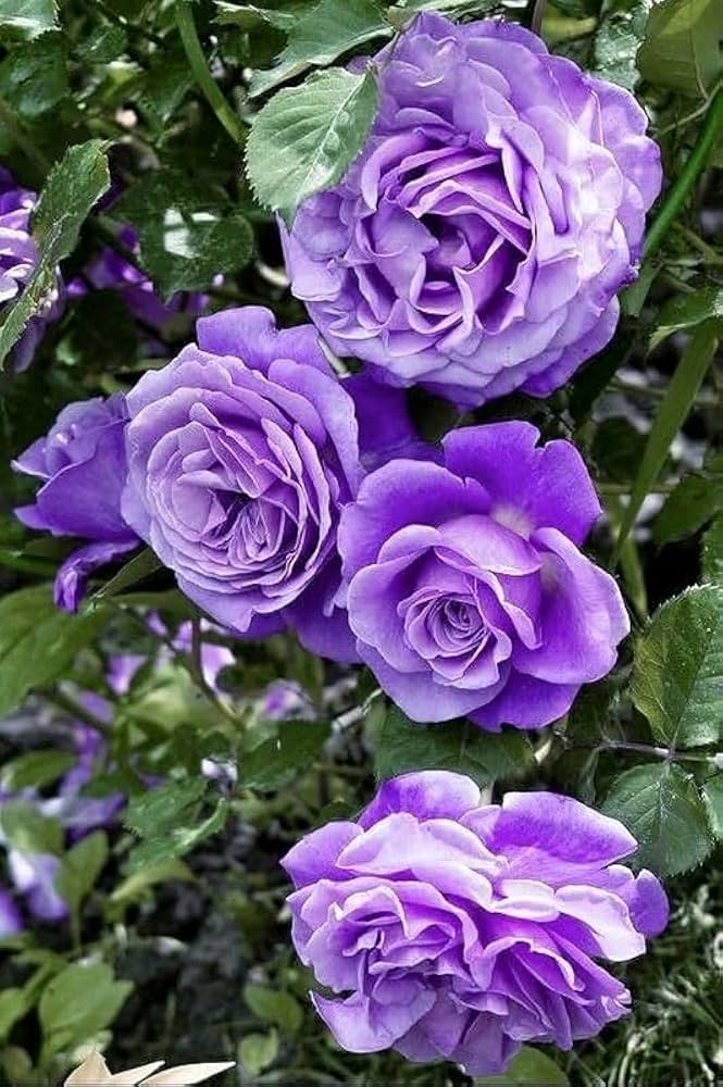 Purple Climbing Rose Seeds Flower Seeds for Planting – Heirloom Non-GMO High Germination