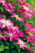 Pink Clematis Flower Seeds for Planting – Heirloom, Non-GMO, Vibrant Color Garden Seeds